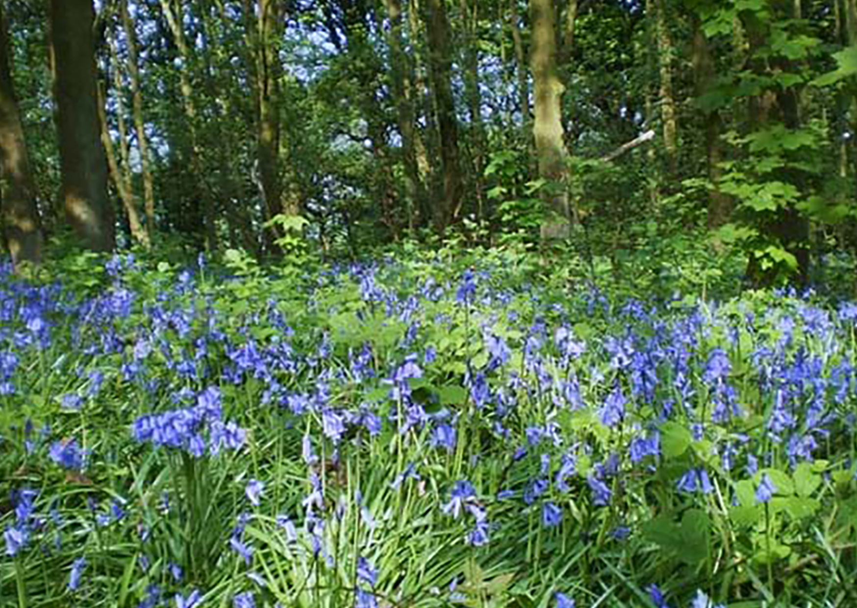Ladies Spring Wood