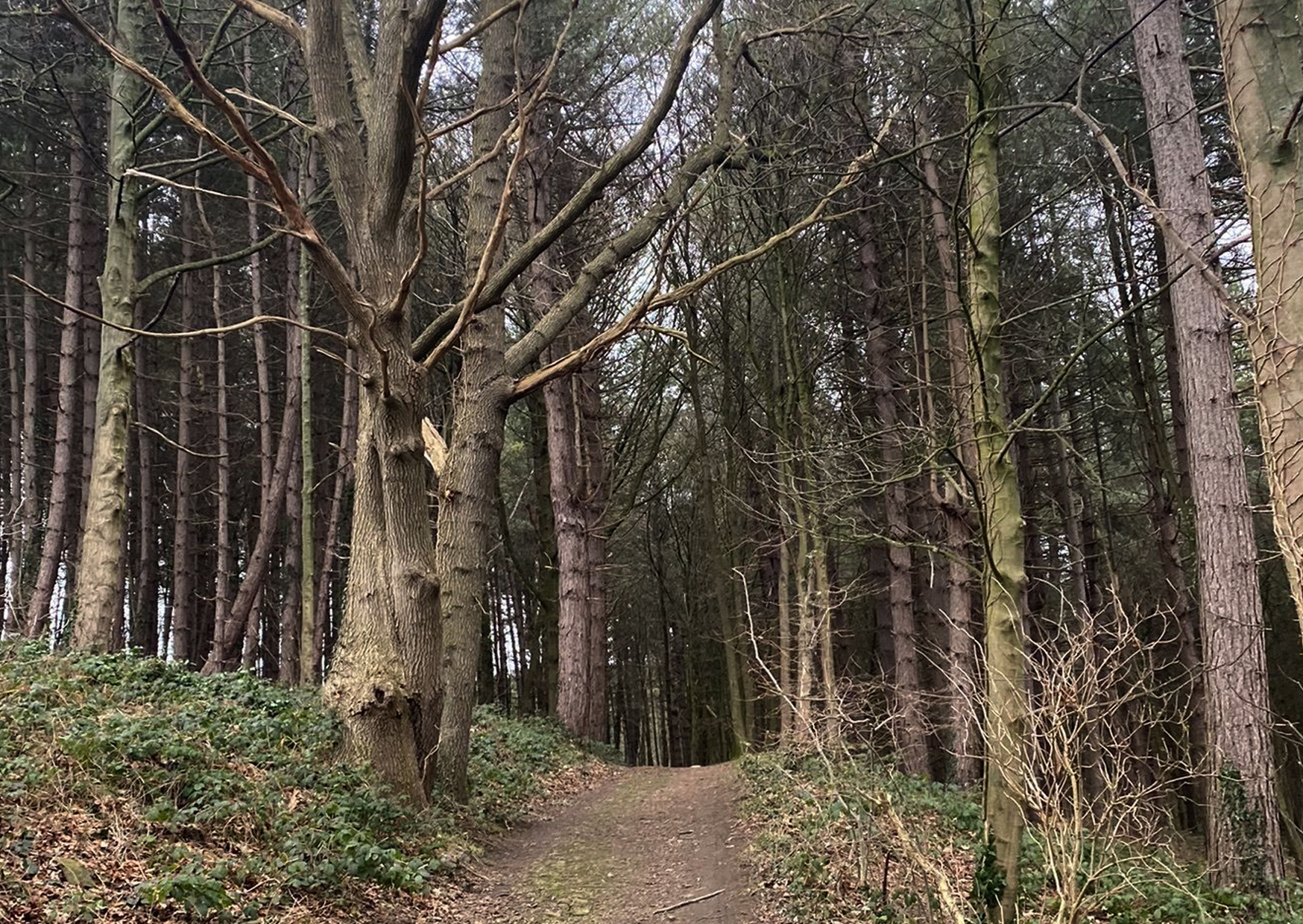 Winter walk